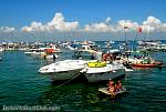bellavitajungle1008038.jpg