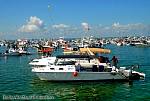 bellavitajungle1008043.jpg