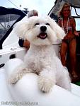 bellavitabarbicdr11010.jpg